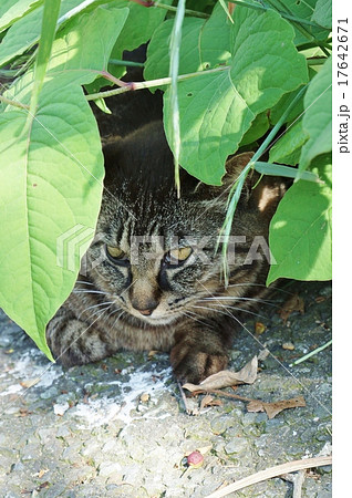 しっかり生きる 沼津市香貫山公園とそこに住まう地域猫のキジトラさん 縦位置の写真素材