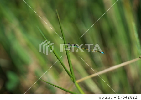 アオモンイトトンボ（オス） 17642822