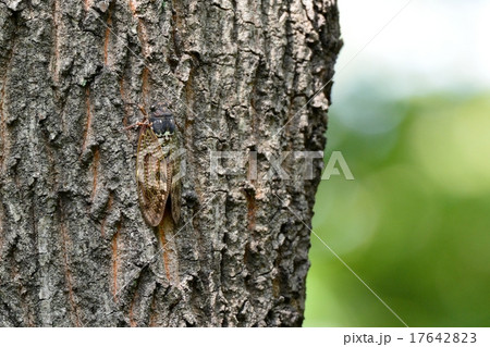 木の幹に止まるアブラゼミ 17642823