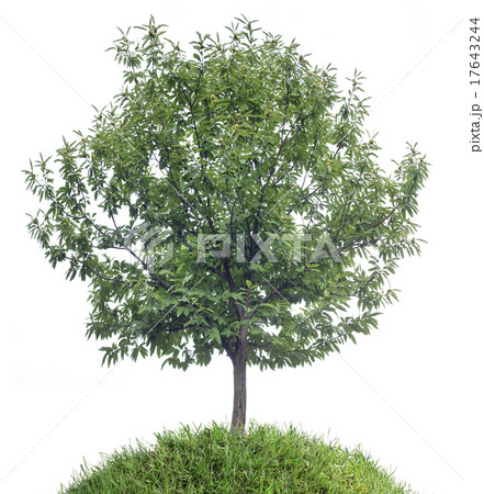 Chestnut Tree Cutout Chestnut Tree Cutout 17643244