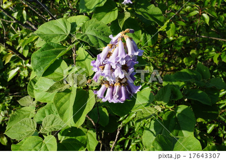 初夏の木の花・沼津市香貫山展望台付近に咲いていた爽やかな桐の花・横位置 初夏の木の花・沼津市香貫山展望台付近に咲いていた爽やかな桐の花・横位置 17643307
