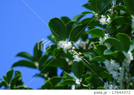 柊木犀　ヒイラギモクセイと申します。 17644372