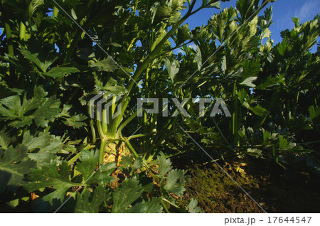 北海道産セロリアック(根セロリ) 17644547