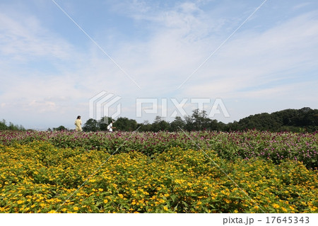 鼻高展望花の丘 17645343