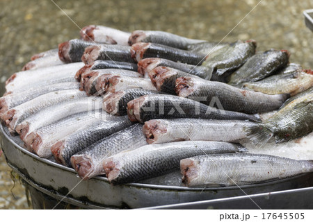 Fresh Fish / クロントーイ市場 / Bangkok Fresh Fish / クロントーイ市場 / Bangkok 17645505