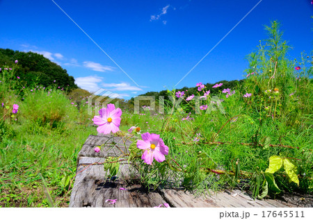 空へ 空へ 17645511