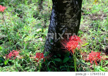 天上の花 17645512