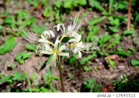 天上の花 17645513