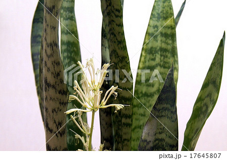 珍しいサンセべリアの花（観葉植物） 17645807