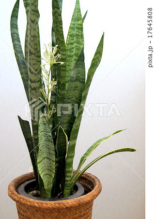 珍しいサンセべリアの花 観葉植物 の写真素材