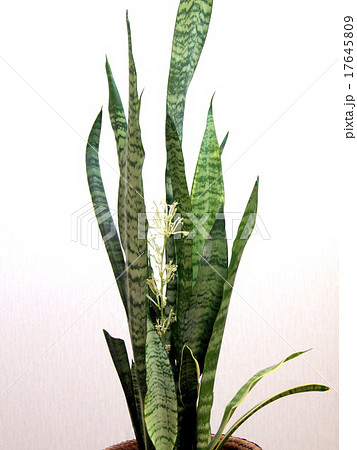 珍しいサンセべリアの花 観葉植物 の写真素材