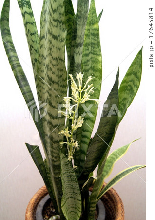 珍しいサンセべリアの花 観葉植物 の写真素材