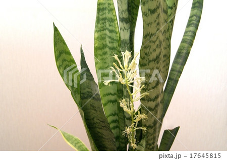 珍しいサンセべリアの花(観葉植物) 珍しいサンセべリアの花(観葉植物) 17645815