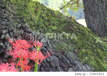 里山の秋　美野沢～彼岸花 17645922