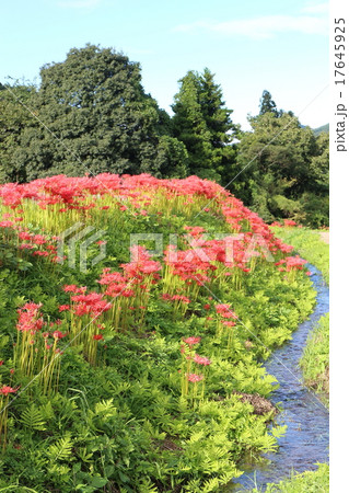 里山の秋　美野沢～彼岸花 17645925