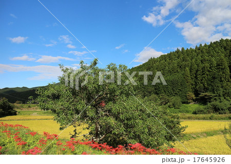 里山の秋　美野沢～彼岸花 17645926