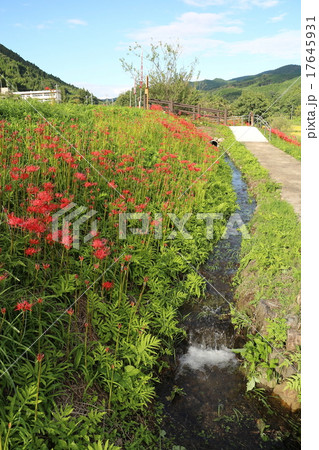 里山の秋　美野沢～彼岸花 17645931