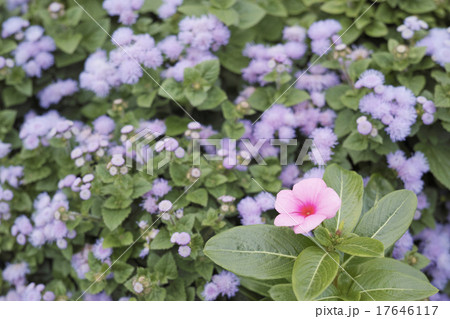 一輪のニチニチソウとアゲラタムの花 17646117