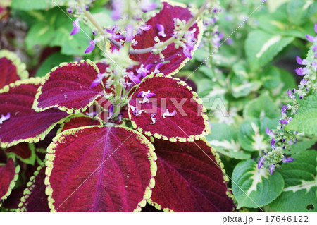 コリウス 17646122