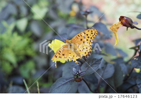 傷ついた翅のツマグロヒョウモン 17646123