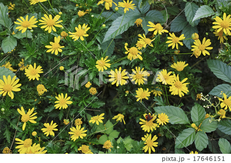 マーガレットコスモス 17646151