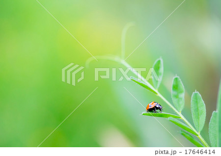 葉の上のテントウムシ ナナホシテントウ 昆虫 小型昆虫 てんとう虫 緑背景 赤い虫 ネイチャーの写真素材