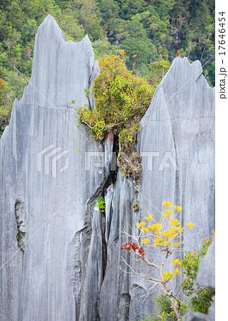 Limestone pinnacles at gunung mulu national park Limestone pinnacles at gunung mulu national park 17646454