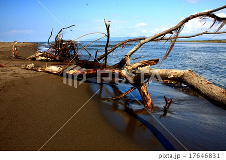 秋の石狩川河口域 流木の写真素材