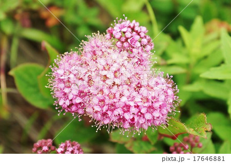 初夏の野の花・箱根駒ヶ岳山頂に咲いていたシモツケの花アップ・横位置 初夏の野の花・箱根駒ヶ岳山頂に咲いていたシモツケの花アップ・横位置 17646881
