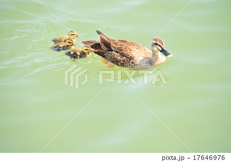 カルガモの親子 カルガモの親子 17646976
