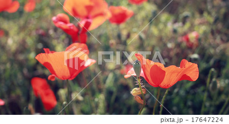 Red Poppies. Poppy flowers along the Lycian Way. 17647224
