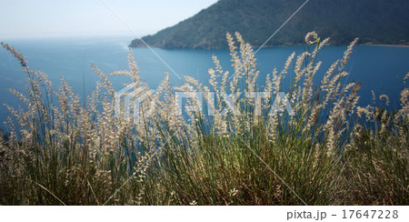 View of Adrasan Bay. Dry feather grass and sea. 17647228