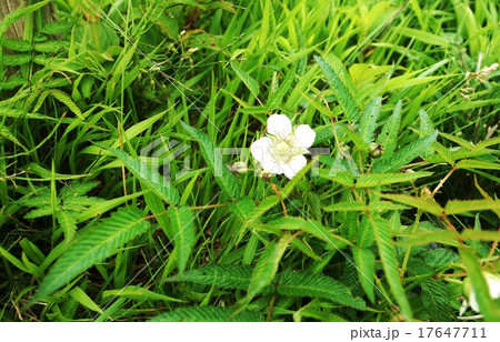 初夏の山野の花・箱根駒ヶ岳山頂に咲いていたナガバモミジイチゴの白い花・横位置 17647711