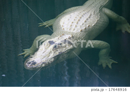 White Alligator White Alligator 17648916