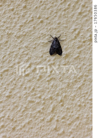 ウチジロマイマイ０４ 17650386