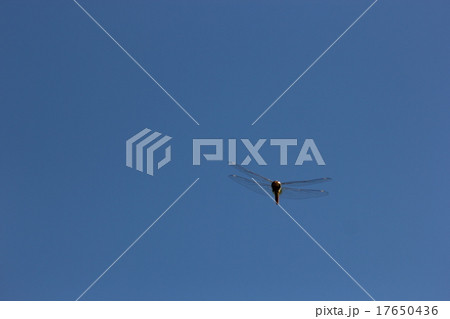 ウスバキトンボ飛ぶ０７ 17650436