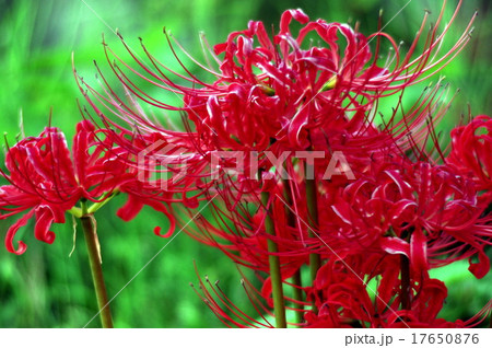 曼珠沙華 曼珠沙華 17650876