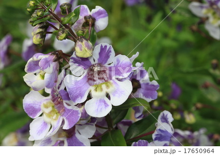 白と紫色のアンゲロニア エンジェルフェイスの花のアップの写真素材