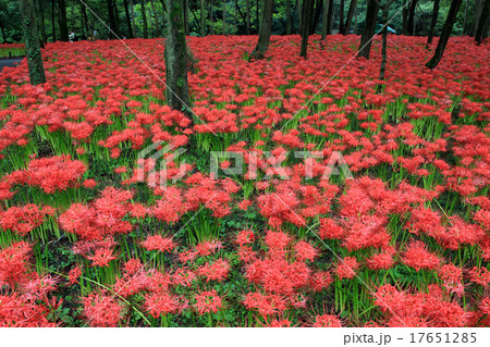 彼岸花 彼岸花 17651285