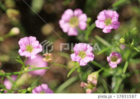 ピンクのジプソフィラの花の写真素材