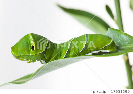 青虫 青虫 17651599