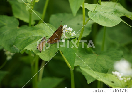 イチモンジセセリとそばの花 17651710