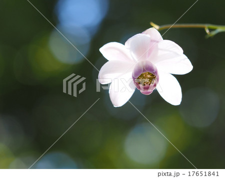 レンゲショウマ 17651841