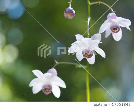 レンゲショウマ 17651842