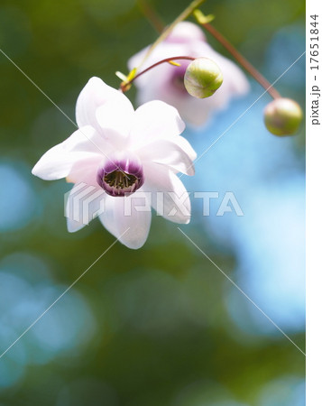 レンゲショウマ 17651844