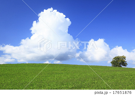 北海道　美瑛町　草原と一本の木 17651876