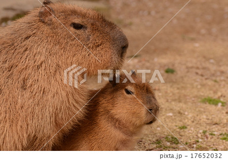 カピバラ 17652032