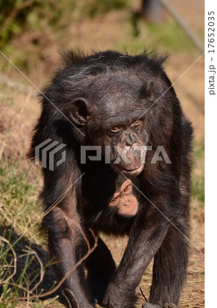 チンパンジー チンパンジー 17652035