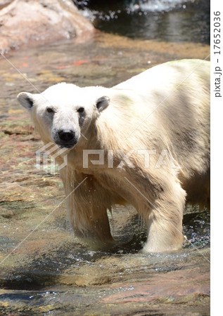 ホッキョクグマ ホッキョクグマ 17652036