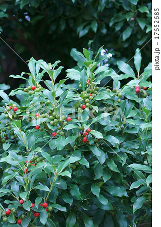 黐の木 モチノキの実 黐の木 モチノキの実 17652685